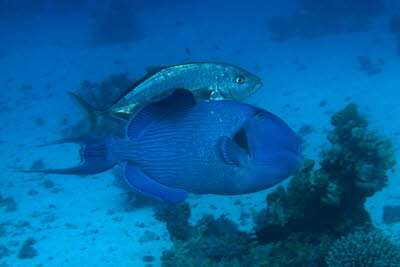 Zitronen-Stachelmakrele