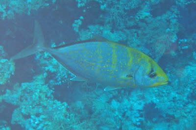 Querstreifen-Makrele