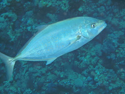 Querstreifen-Makrele