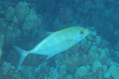 Querstreifen-Makrele