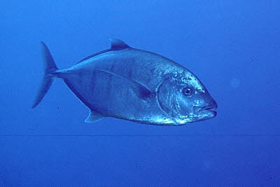 Querstreifen-Makrele