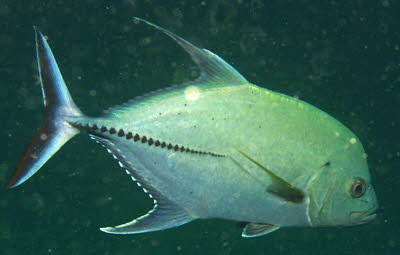 Schwarze Stachelmakrele