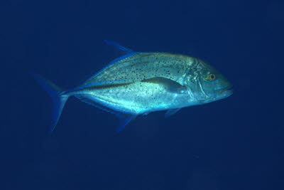 Blauflossen-Makrele