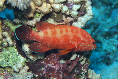 Rotmeer-Zackenbarsch