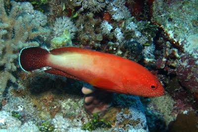 Rotmeer-Zackenbarsch