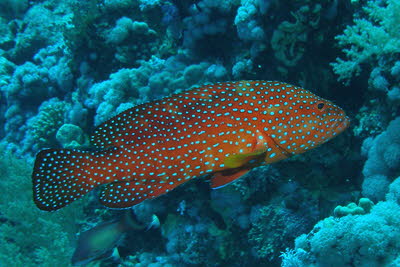 Juwelen-Zackenbarsch