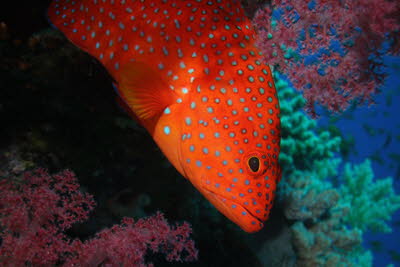 Juwelen-Zackenbarsch