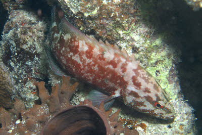 Juwelen-Zackenbarsch