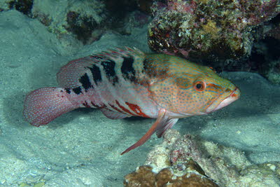 Sechsstr. Zackenbarsch