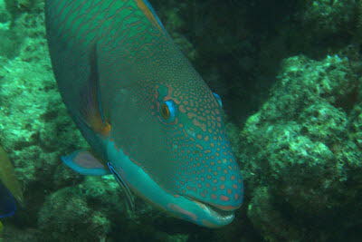 Masken-Papagei, m�nnl.