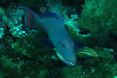 Masken-Papagei, m�nnl.