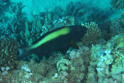 Masken-Papagei, weibl.