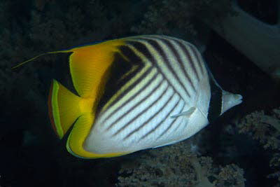 F�hnchen-Falterfisch