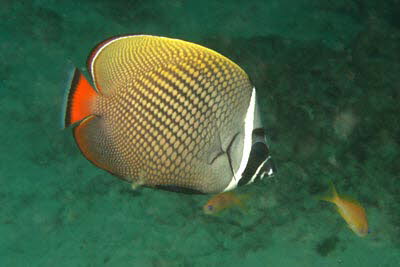 Halsband-Falterfisch