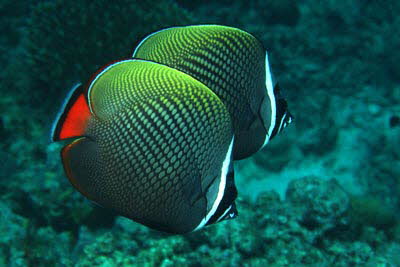 Halsband-Falterfisch