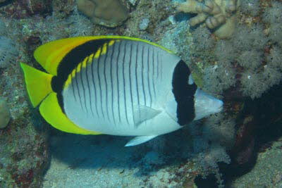 Gestreifter Falterfisch