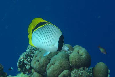 Gestreifter Falterfisch