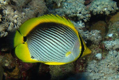 Schwarzr�cken-Falterfisch