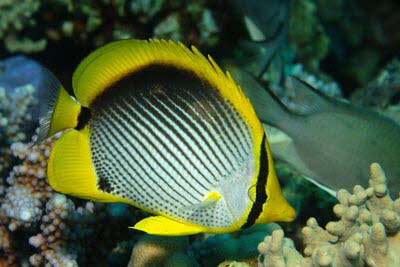 Schwarzr�cken-Falterfisch