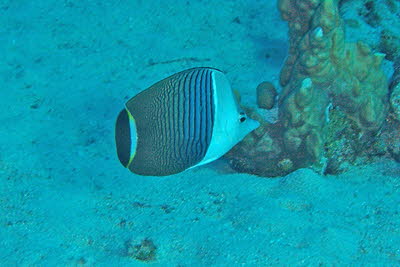 Wei�gesicht-Falterfisch