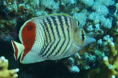 Rotmeer-Winkelfalterfisch