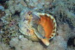 Groes Tritonshorn 