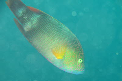 Dreilappen-Lippfisch