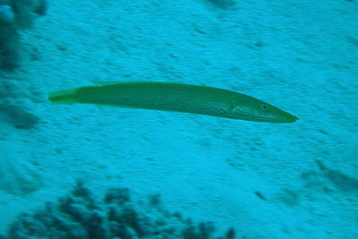 Zigarren-Lippfisch, m�nnl.