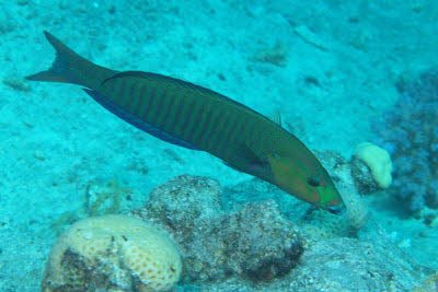 Zigarren-Lippfisch, weibl.