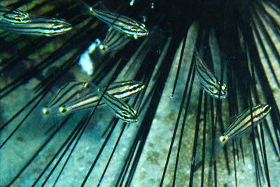 F�nflinien-Kardinal