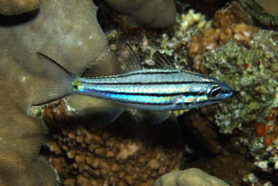 F�nflinien-Kardinal