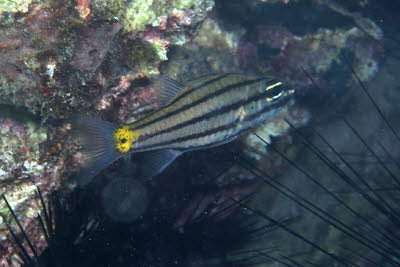 F�nflinien-Kardinal