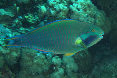 Purpurwangen-Papagei, m�nnl.