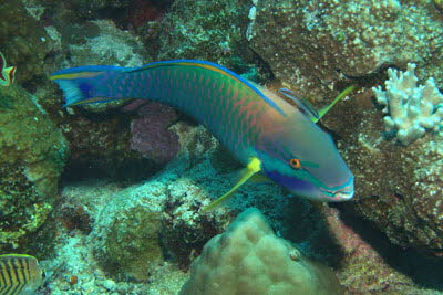 Purpurwangen-Papagei, m�nnl.