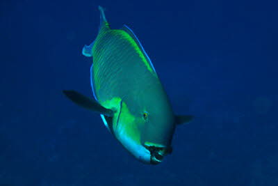 Rotmeer-Buckelkopf, m�nnl.