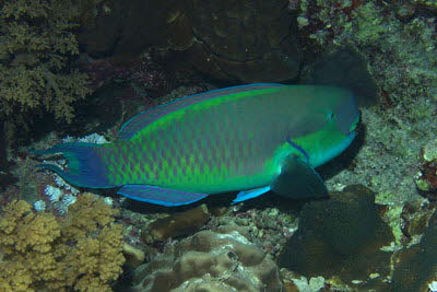 Rotmeer-Buckelkopf, m�nnl.