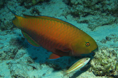 Rotmeer-Buckelkopf, weibl.