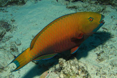 Rotmeer-Buckelkopf, weibl.