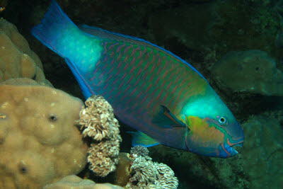 Kugelkopf-Papagei, m�nnl.