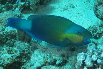 Kugelkopf-Papagei, m�nnl.