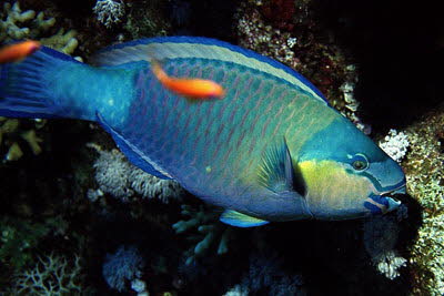 Kugelkopf-Papagei, m�nnl.