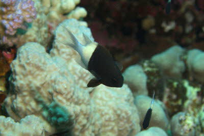 Indischer Trauermantel