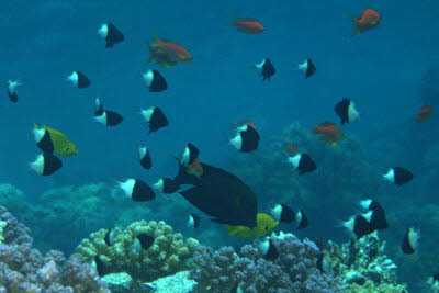 Indischer Trauermantel