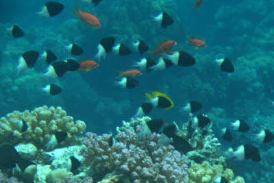 Indischer Trauermantel