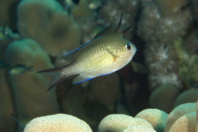 Arabischer Chromis