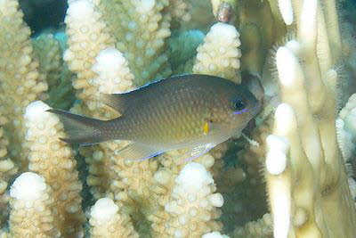 Arabischer Chromis