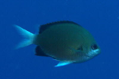 Pembae-Schwalbenschwanz 