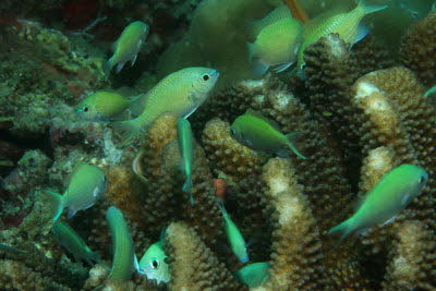 Blaugrner Chromis