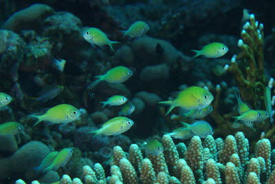 Blaugrner Chromis