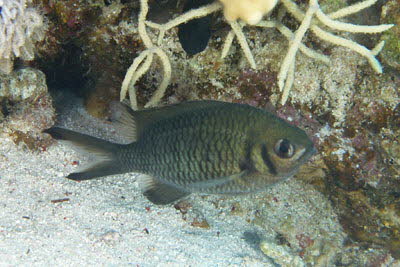 Webers Chromis 